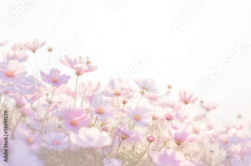 A harmonious blend of flora and the warm glow of sunset. Serene Field of Blooming Purple Cosmos Flowers at Dusk.