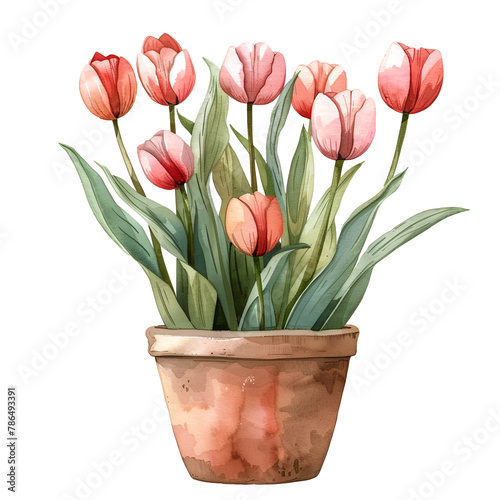 Tulips in A pot isolated on transparent background
