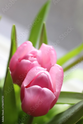 Close=up of two pink tulips