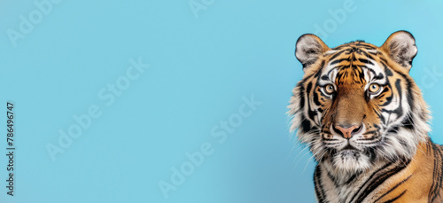 This stunning image captures the intense gaze and striking features of a tiger against a tranquil blue backdrop, perfect for wildlife enthusiasts