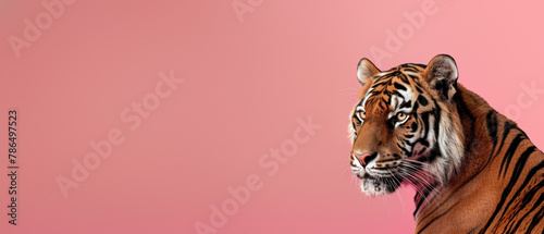 This captivating image showcases the stunning details and impressive presence of a tiger set before a soft pink backdrop