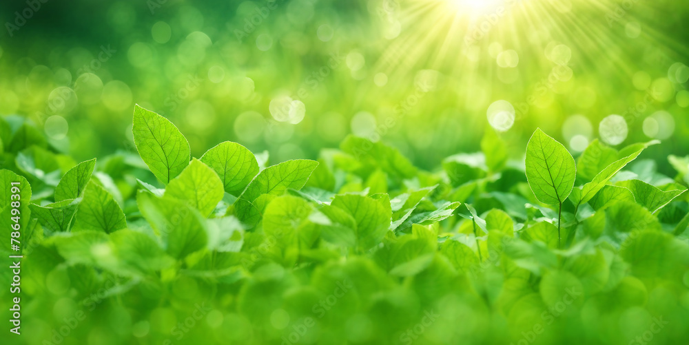 Blurred texture background with bokeh, out-of-focus blur, bright sunny summer green