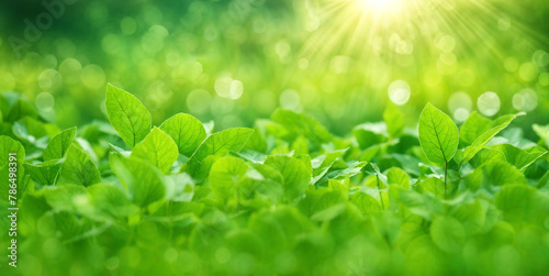 Blurred texture background with bokeh, out-of-focus blur, bright sunny summer green © karandaev