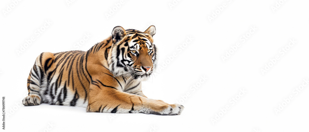 Obraz premium An evocative image of a Bengal tiger crouched attentively, eyes fixed forward, on a stark white background
