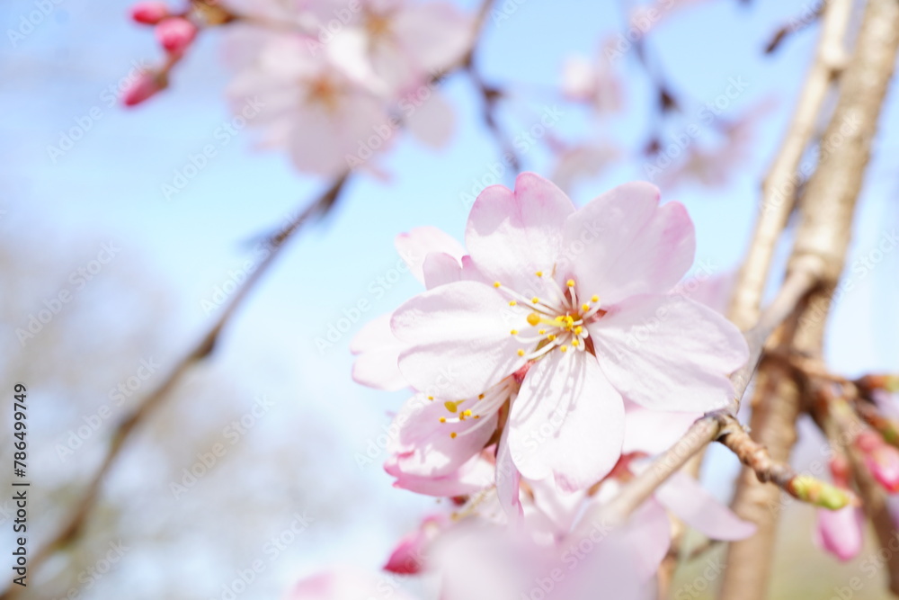 青空の下に咲くピンク色の綺麗な桜の花。2024年3月の千葉県の桜。