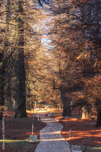 Walking path in autumn Shekvetili park, Georgia photo