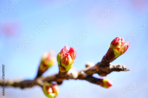 桜の花の蕾。見頃はもう少し先。