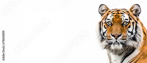 This captivating close-up of a Bengal tiger displays the animal s intense gaze and detailed facial markings  set against a clean white backdrop