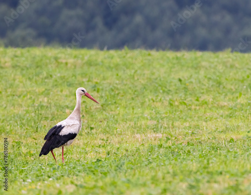 White stork (ciconia ciconia), Carpathian mountains landscape, Eastern Slovakia