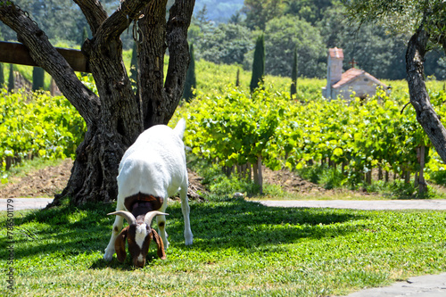 Goat in the garden