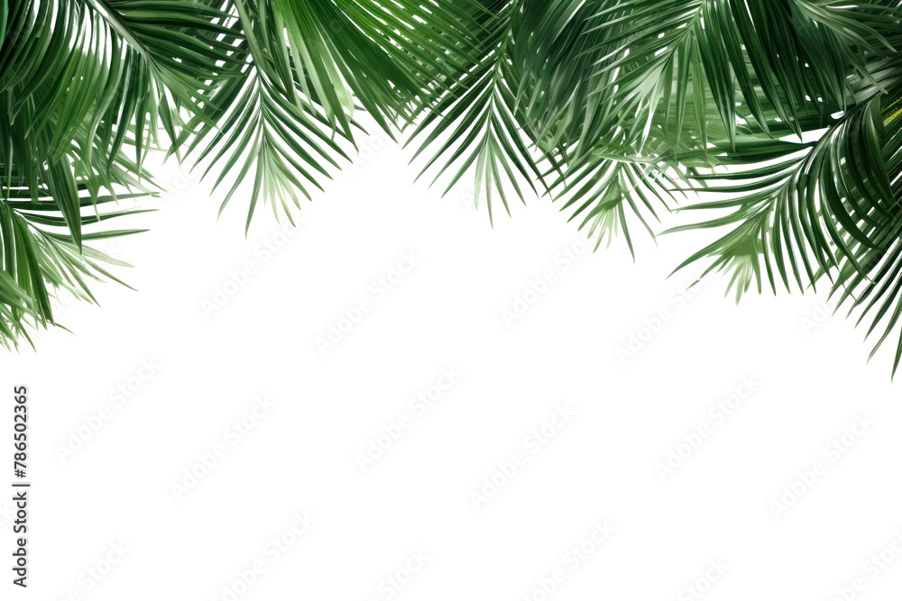 PNG Leaf coconut tree green backgrounds pattern