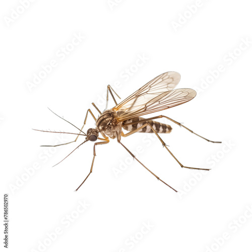 A mosquito in transparent background SVG