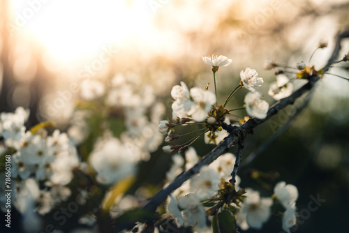 Frühling im Wald, wenn die Blütezeit beginnt, Pollenflug, Schlehe, Kirsche, Lupinen, Pusteblume photo
