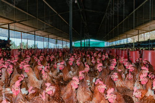 Tableau sur toile SHED WITH RED LAYING HENS