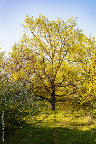 L'éclosion de la vie : Un chêne pubescent s'éveille dans la beauté de la prairie sèche, Mont de Sigolsheim, Alsace, Grand Est, France