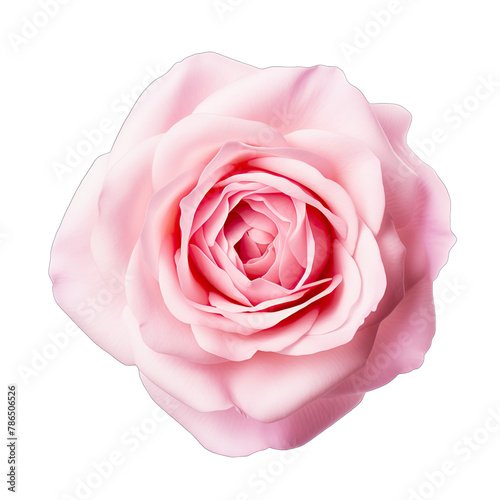 A pink rose flower head SVG isolated against a transparent background
