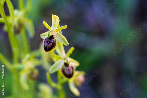 Flore alsacienne : l’orchidée Ophrys petite araignée à Kaysersberg vignoble, piémont des Vosges, Alsace, Grand Est, France