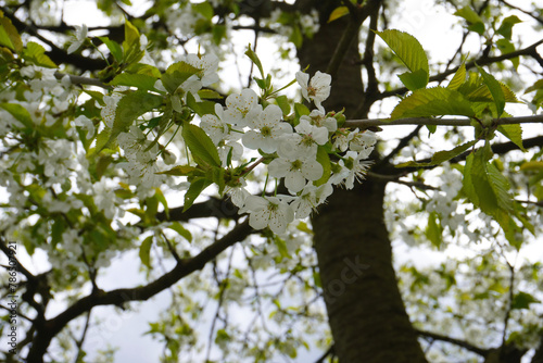 weiße Kirschblüten im Frühling