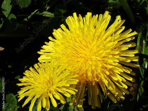 Żółte kwiaty - mniszek lekarski, mlecz
