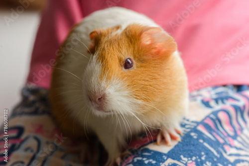 a white and red-spotted guinea pig sitting on a girl's lap