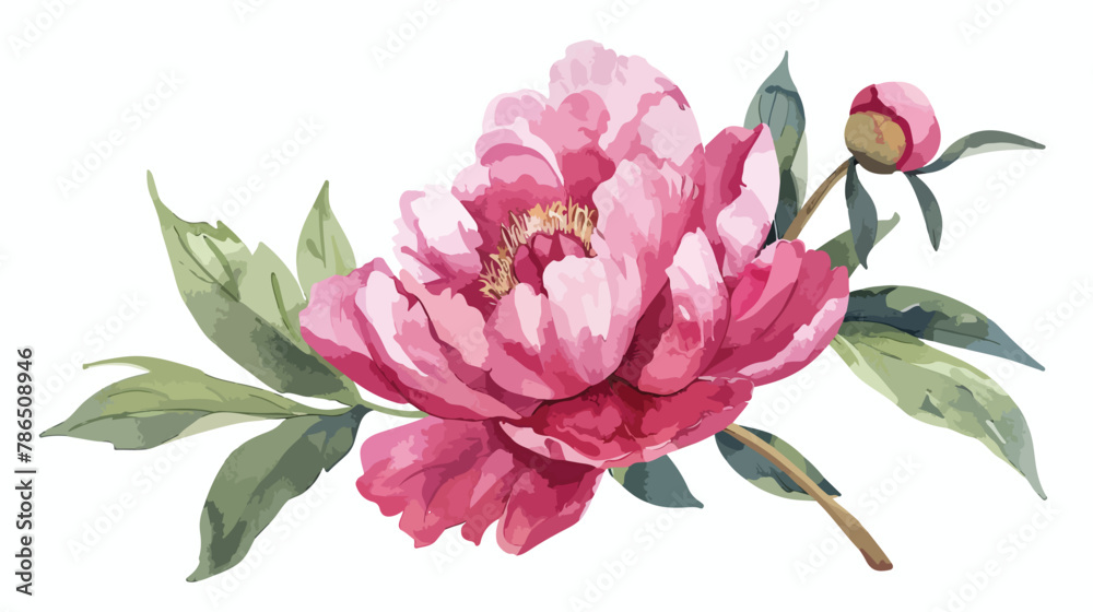 Watercolor Peony Illustration flat vector isolated on