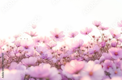 A tranquil scene unfolds as delicate purple cosmos flowers gently sway in a vast field, their soft petals catching the fading light of an early evening sky, creating a harmonious blend of flora.