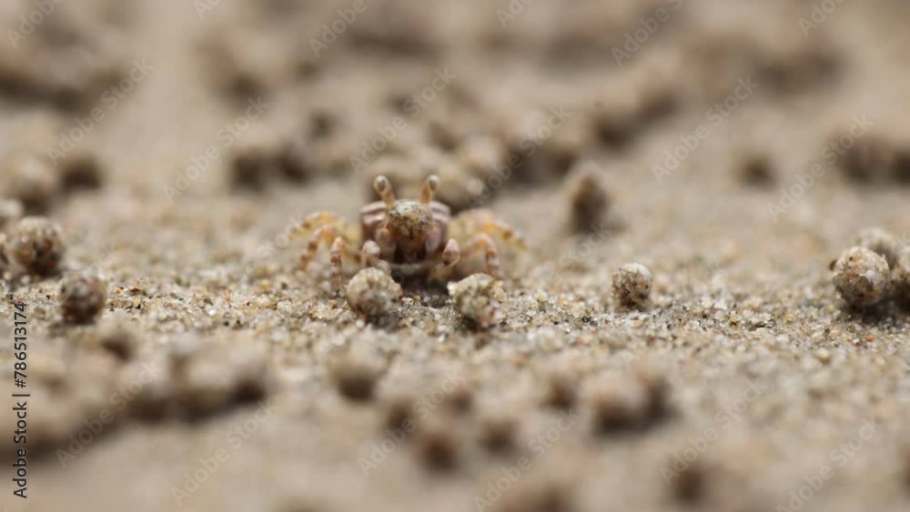 A tiny sand bubbler crab of genus Scopimera is rolling the sand in his mouth to eat plankton and nutriments, making balls of sand all around his burrow. Thailand. A tiny sand bubbler crab of genus Scopimera is rolling the sand in his mouth to eat plankton and nutriments, making balls of sand all around his burrow. Thailand.