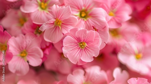 Close up macro shot of pink primrose plant © 2rogan
