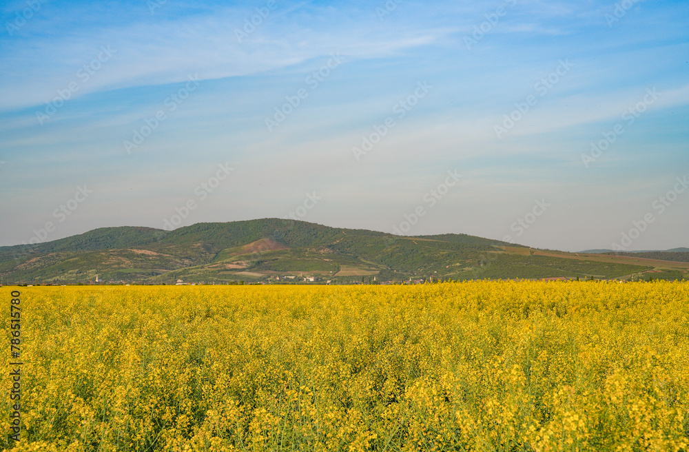 Rapeseed field. Yellow rape flowers, field landscape. Blue sky and rape on the field