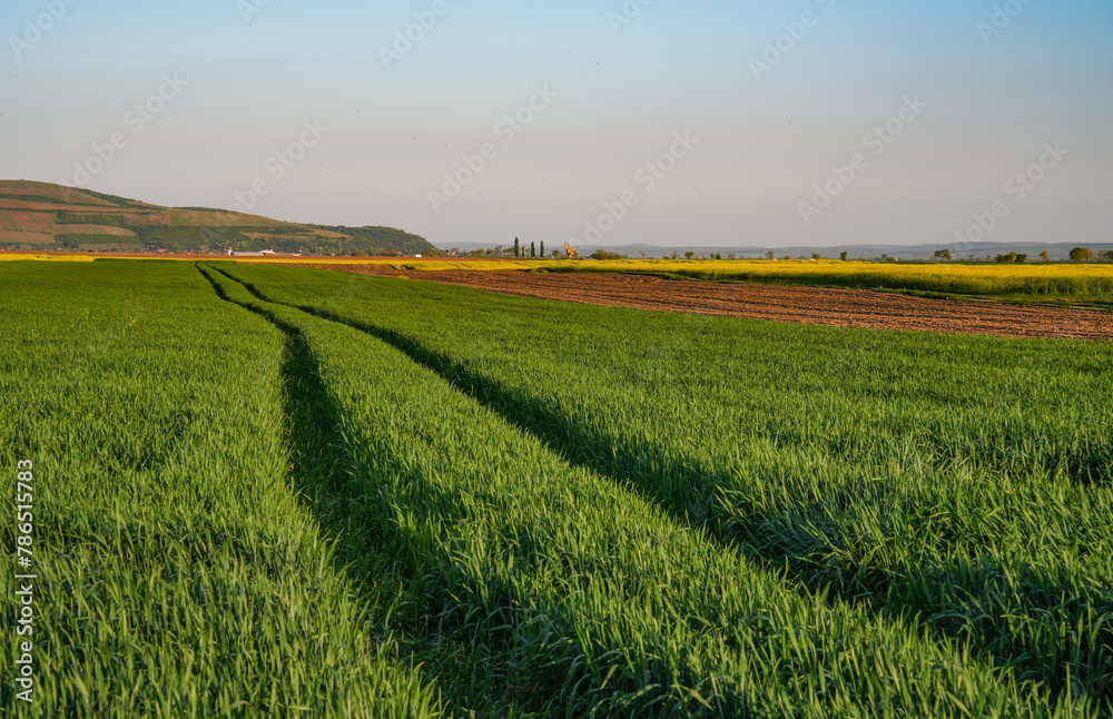Beautiful green wheat field in countryside. Green wheat field. Green sprouts of wheat in the field. Green grass.