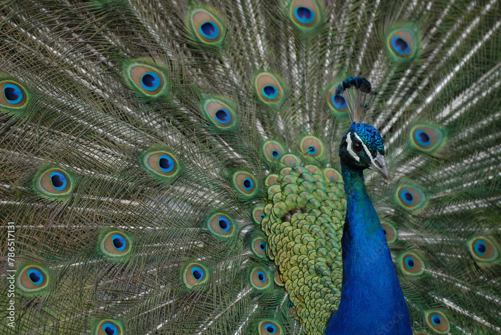 Obraz premium Portrait of beautiful peacock with feathers out