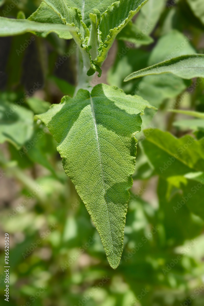 Canary Island sage leaves Canary Island sage leaves