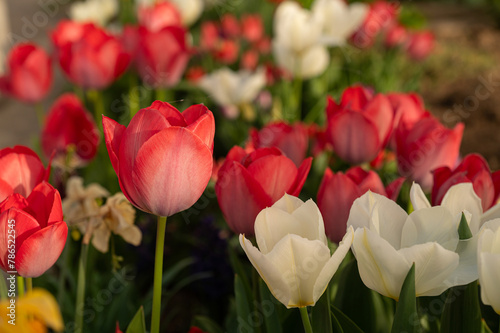 Red and white tulip flowers in a park in the spring season.