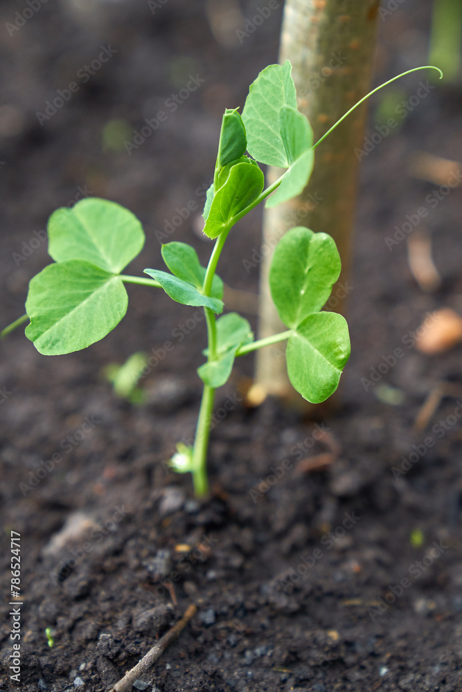 Young green beans growing garden