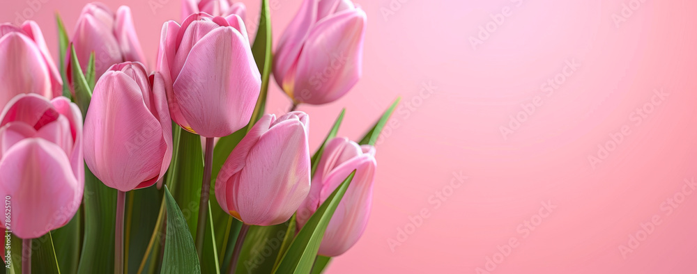 Bouquet of pink tulips on pink background. Mother's day background. Bouquet of pink tulips on pink background. Mother's day background.