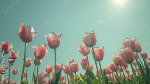 Scenic photograph of pink tulips in a field against a blue sky