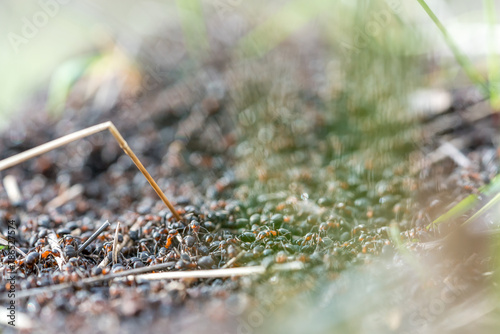 Close-up of an anthill © DZiegler