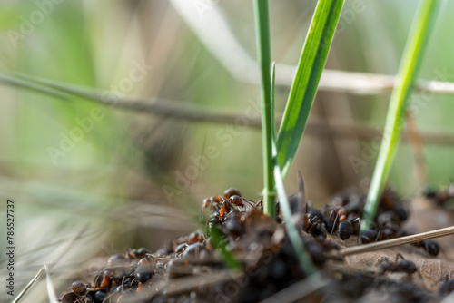 Close-up of an anthill © DZiegler