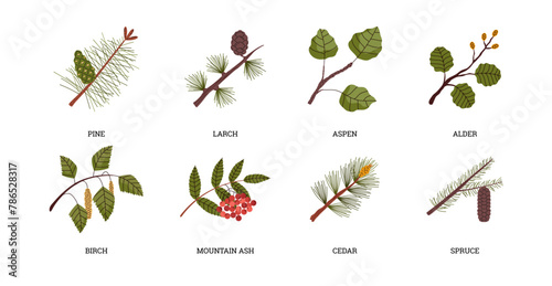 Taiga trees and plants, nature of snow forest, flat vector illustration isolated. photo
