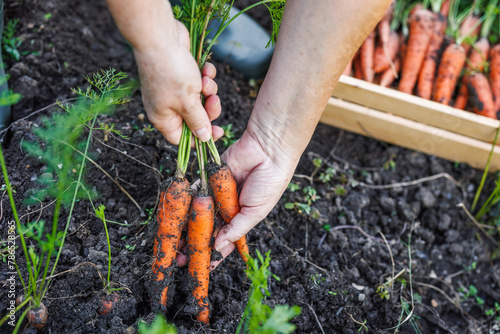 Farmer hands picking fresh carrot from organic vegetable garden © encierro