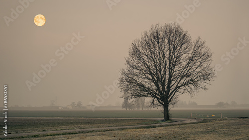 Moon and tree at early morning in Bologna countryside. Po Valley, Emilia Romagna, Italy.