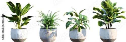 png transparent background, indoor plants, decorative plants in pots. green leafy plants for indoor decoration