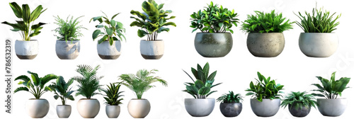 png, 17 transparent background indoor plants, decorative plants in pots. green leafy plants for indoor decoration photo