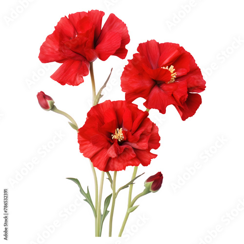 Red Flower Watercolor Illustration PNG, Transparent Background