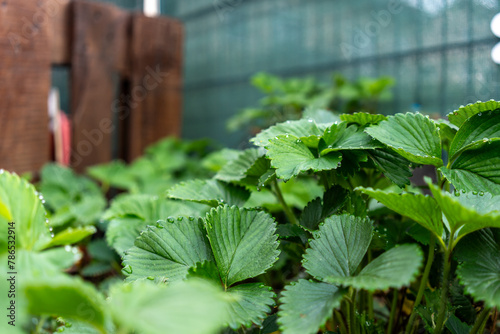 Young strawberry plants in a raised bed © DZiegler