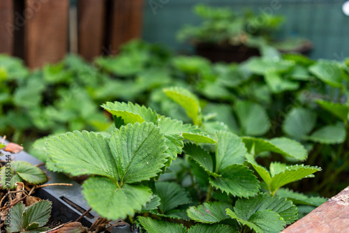 Young strawberry plants in a raised bed © DZiegler