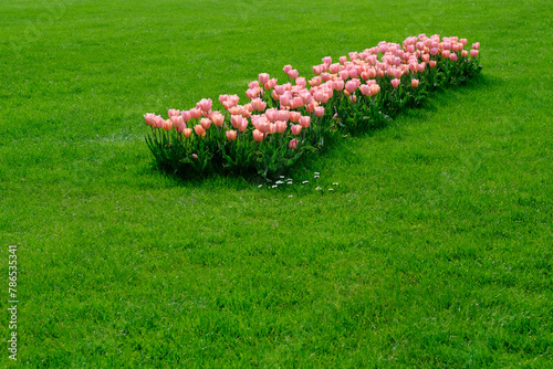 A flowerbed of pink delicate tulips against a background of green grass.