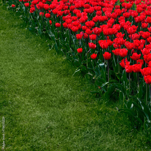 A flowerbed with bright red tulips against a background of green grass.