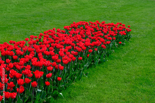 A flowerbed with bright red tulips against a background of green grass.