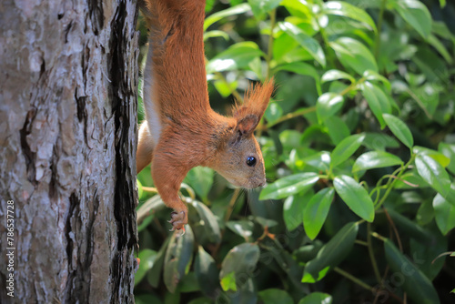 Squirrel on a tree in summer